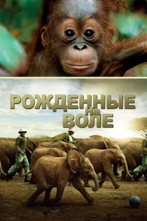 Рожденные на воле (2011) скачать торрент